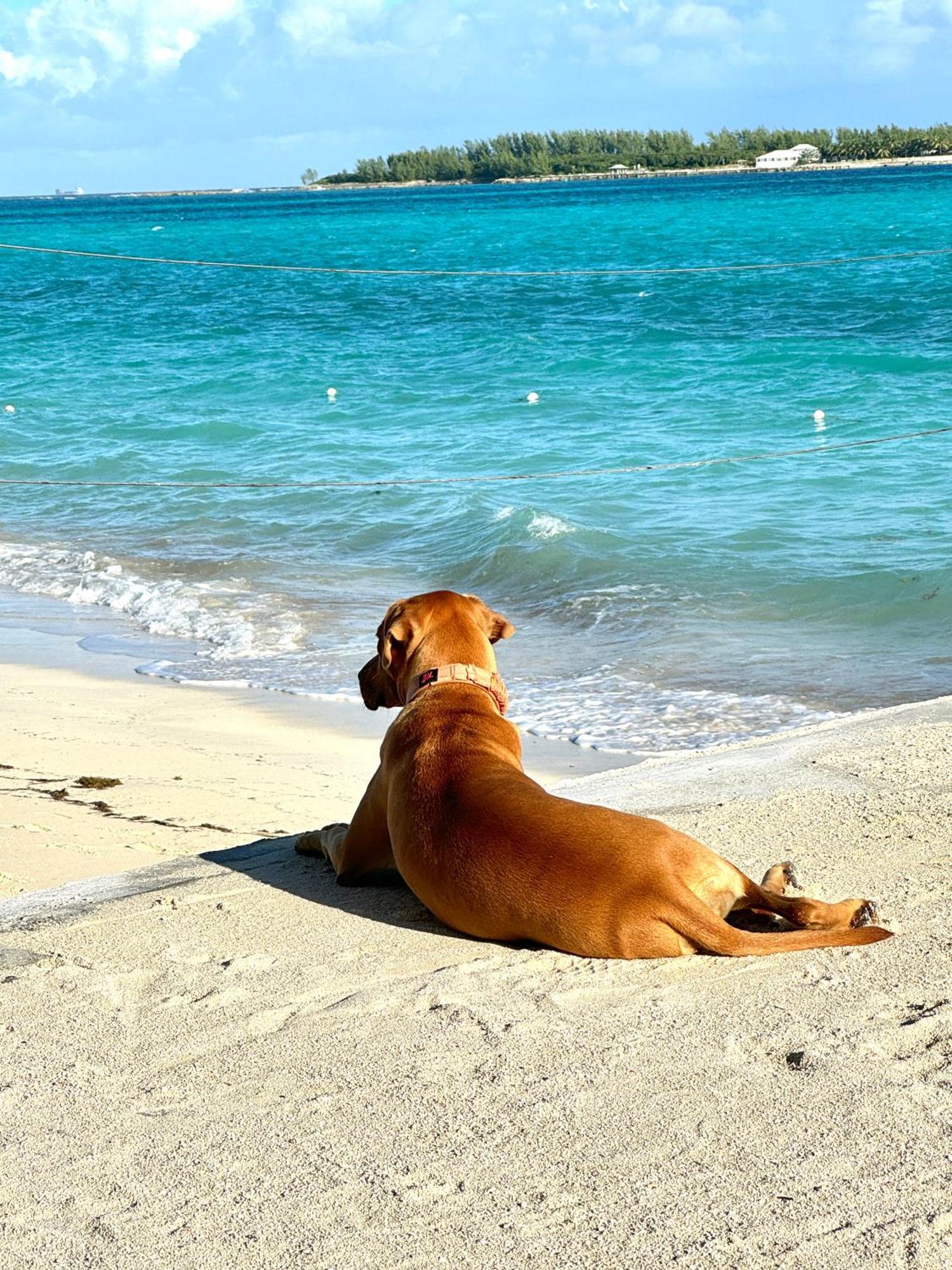 Studio, 100 Feet From The Beach ナッソー エクステリア 写真
